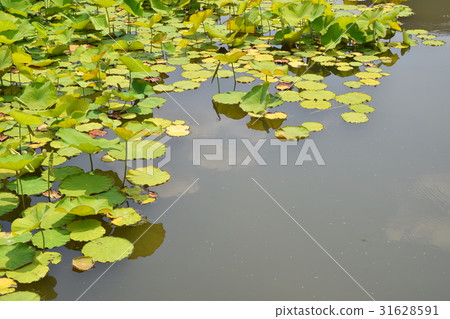 Lotus Leaves Lotus Leaves 31628591