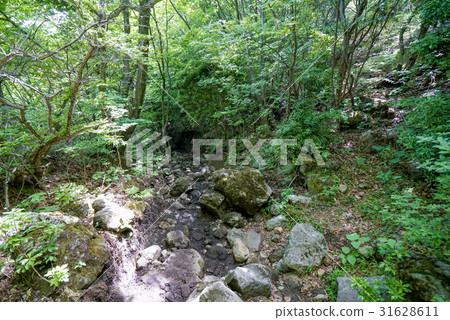 Kujyu mountain path 31628611