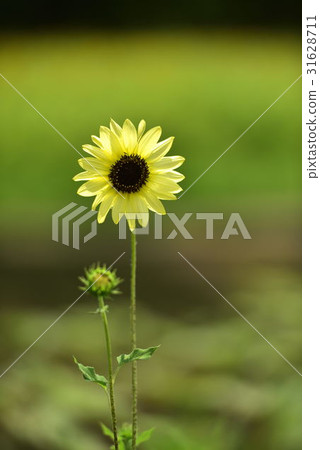 向日葵 31628711