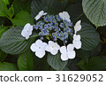 Gaku hydrangea Gaku hydrangea 31629052