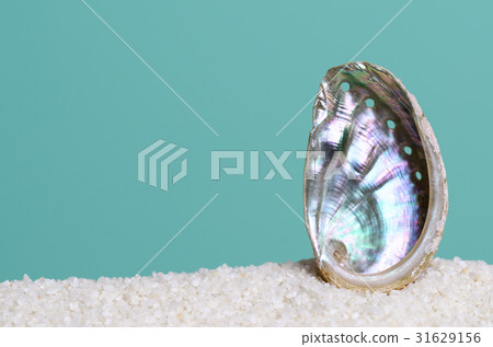 Iridescent abalone shell on white sand on turquois 31629156
