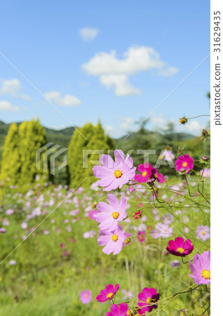 Cosmos Cosmos 31629435