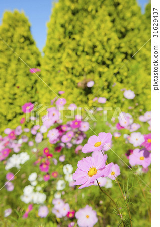 宇宙 宇宙 31629437