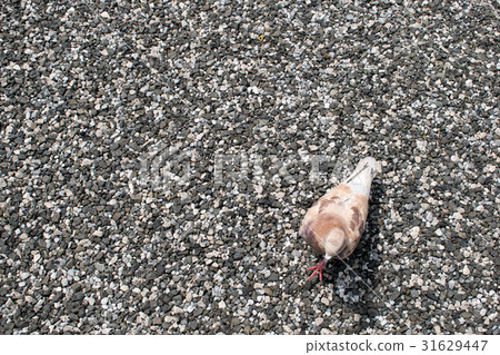 紋理石渣地面紋理石渣地面石道路頂上的灰色白色黑色 31629447