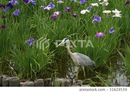 Hawthorn and irises 31629539