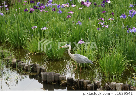 Hawthorn and irises 31629541