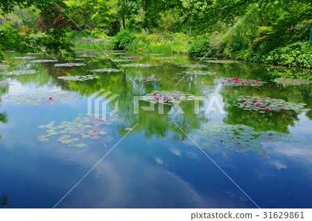 Monet's garden 31629861