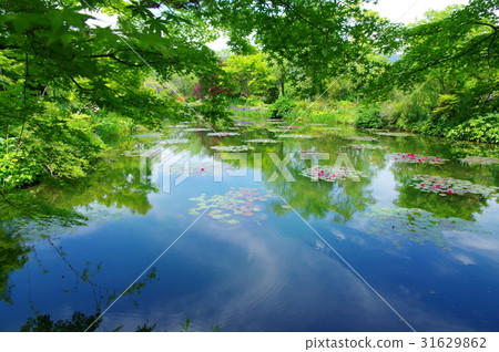 莫奈的花園 莫奈的花園 31629862