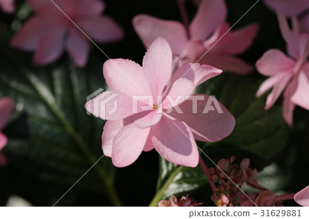 Hydrangea Hydrangea 31629881