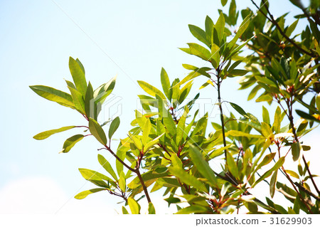 Fresh green of Himeyusuriha Fresh green of Himeyusuriha 31629903