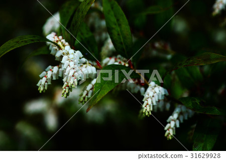 Reu Cotoe Aquilus pot shaped flower 31629928