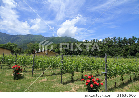 Vineyards for wine at the foot of the Northern Alps In early summer Vineyards for wine at the foot of the Northern Alps In early summer 31630600