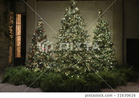 Christmas tree  31630616