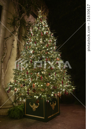 Christmas tree Christmas tree 31630617