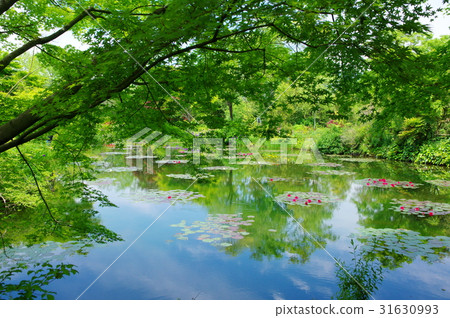 莫奈的花園土撥鼠（高知縣安藝郡北川村） 31630993