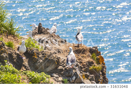 Seagulls are sitting in pairs on nests 31631048