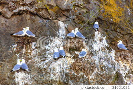 Seagulls are sitting in pairs on the nests Seagulls are sitting in pairs on the nests 31631051