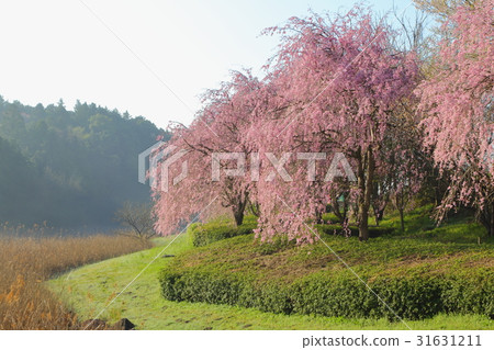 Weeping cherry blossoms on the hill of Hitachi Kozuki 31631211