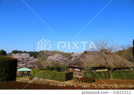 Weeping cherry blossoms on the hill of Hitachi Kozuki Weeping cherry blossoms on the hill of Hitachi Kozuki 31631212