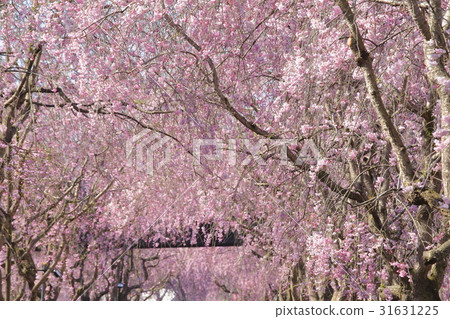 Weeping cherry blossoms on the hill of Hitachi Kozuki 31631225