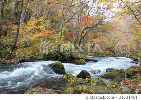 Oirase stream Oirase stream 31631451