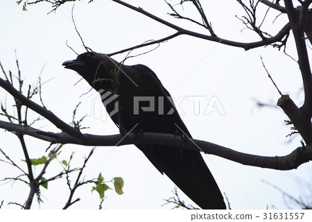 烏鴉 31631557