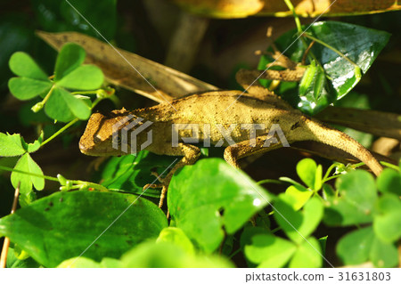 蜥蜴 蜥蜴 31631803