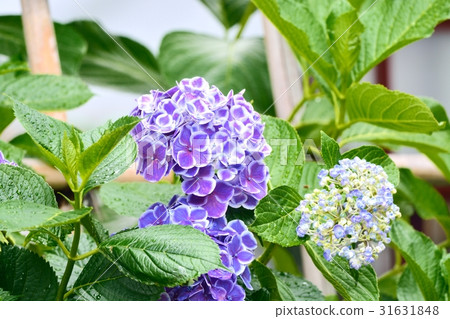 Hydrangea 31631848