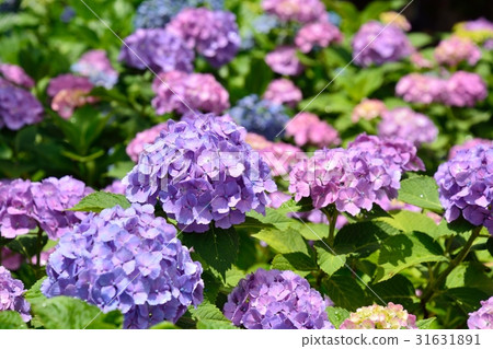 Hydrangea Hydrangea 31631891