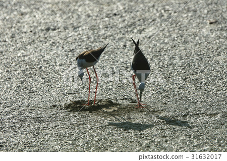 Sorghum Sorghum 31632017