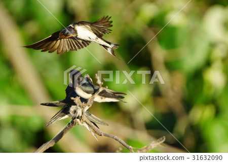 Swallow Swallow 31632090