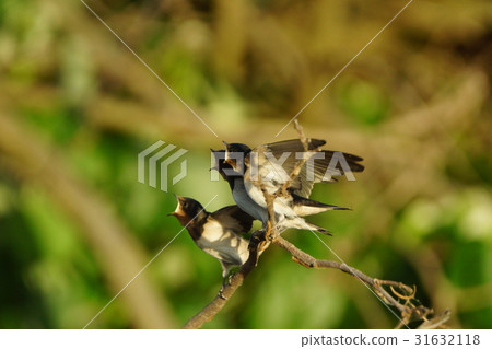Swallow Swallow 31632118