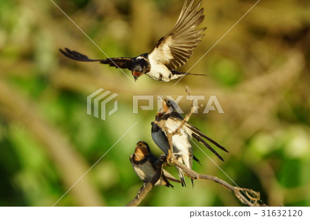 Swallow Swallow 31632120
