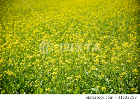 油菜花 31632259