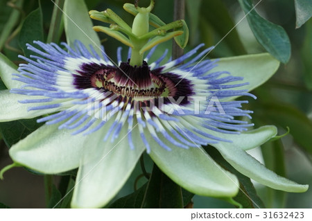 激情腳01 31632423