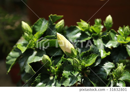 Hibiscus bud Hibiscus bud 31632801