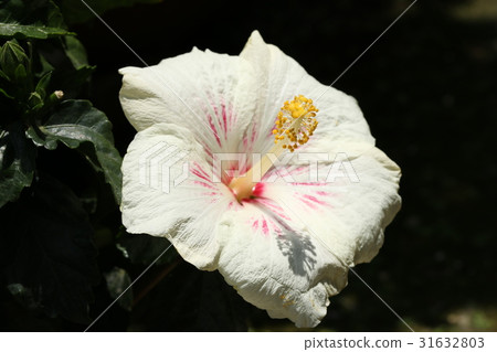 Hibiscus Hibiscus 31632803