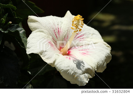 Hibiscus Hibiscus 31632804