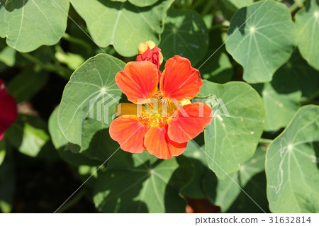 戰鬥蜘蛛 31632814