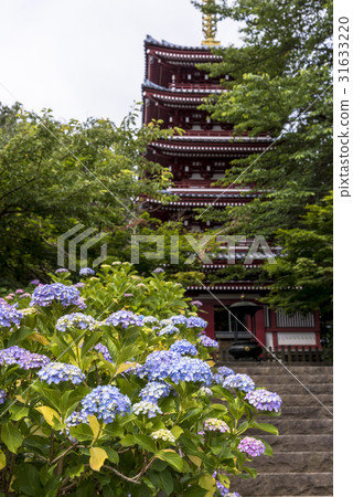 Hydrangea Temple in Mainichi-ji Temple in Chiba Prefecture 31633220