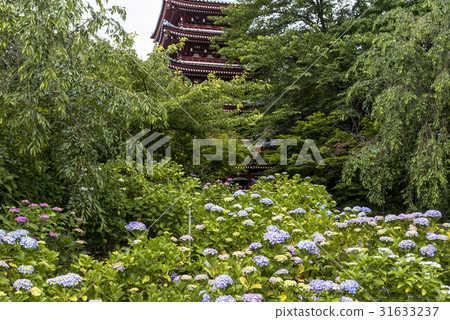 千葉縣Mainichi-ji寺的繡球寺 31633237