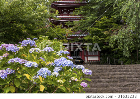 千葉縣Mainichi-ji寺的繡球寺 31633238