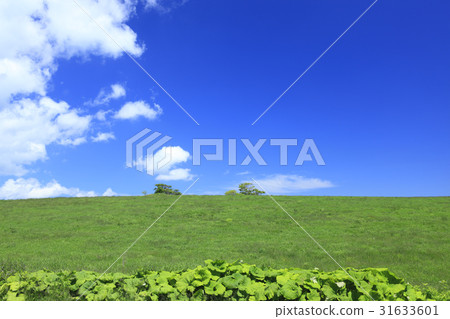 美瑛町,北海道平原和流雲 美瑛町,北海道平原和流雲 31633601