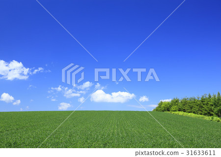 藍色麥田和落葉松屬森林在北海道美瑛町 31633611