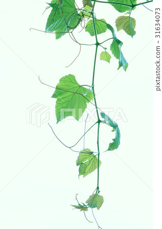 字符串和葉子 31634073