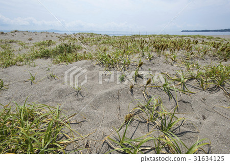 苔kobomugi 苔kobomugi 31634125