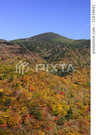 A carpet of autumn leaves with natural sky 31634681