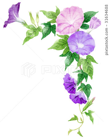 牽牛花上框架材料 插圖素材 圖庫