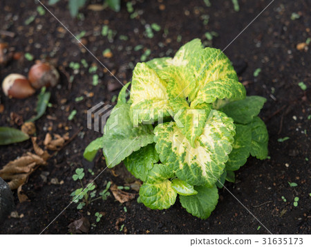Coleus 31635173