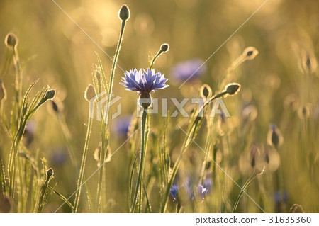Cornflower in the field at dusk 31635360